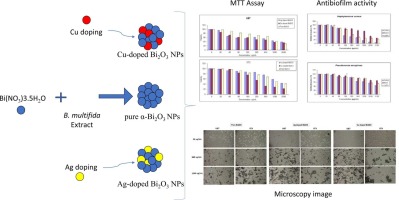 Green synthesis of Ag and Cu-doped Bismuth oxide nanoparticles: Revealing synergistic antimicrobial and selective cytotoxic potentials for biomedical advancements