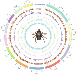Insight into Hyalomma anatolicum biology by comparative genomics analyses