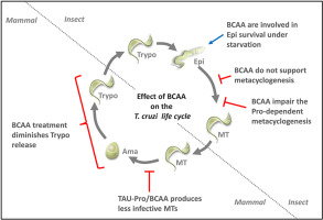The branched chain amino acids (BCAAs) modulate the development of the intra-cellular stages of Trypanosoma cruzi