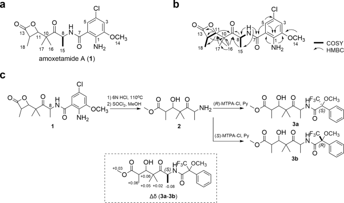 Amoxetamide A, a new anoikis inducer, produced by combined-culture of Amycolatopsis sp. and Tsukamurella pulmonis