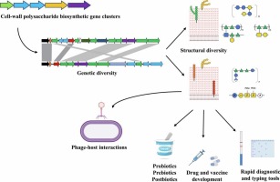 Cell wall polysaccharides of streptococci: A genetic and structural perspective