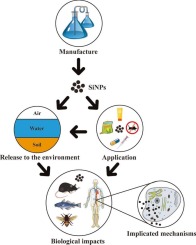 Prospects and hazards of silica nanoparticles: Biological impacts and implicated mechanisms