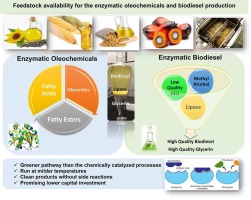Has the time finally come for green oleochemicals and biodiesel production using large-scale enzyme technologies? Current status and new developments
