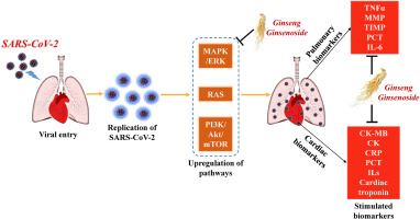 Ginseng and ginsenosides on cardiovascular and pulmonary diseases; Pharmacological potentials for the coronavirus (COVID-19)