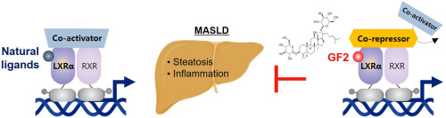Ginsenoside F2 Restrains Hepatic Steatosis and Inflammation by Altering the Binding Affinity of Liver X Receptor Coregulators