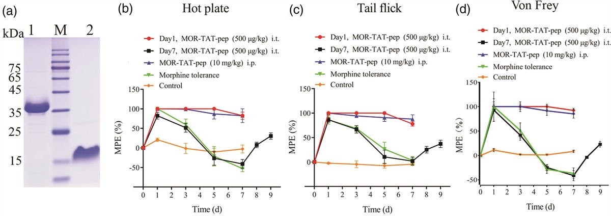 μ opioid receptor carboxyl terminal-derived peptide alleviates morphine tolerance by inhibiting β-arrestin2