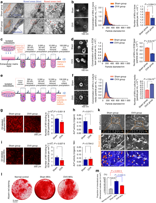 Annexin A5 derived from matrix vesicles protects against osteoporotic bone loss via mineralization