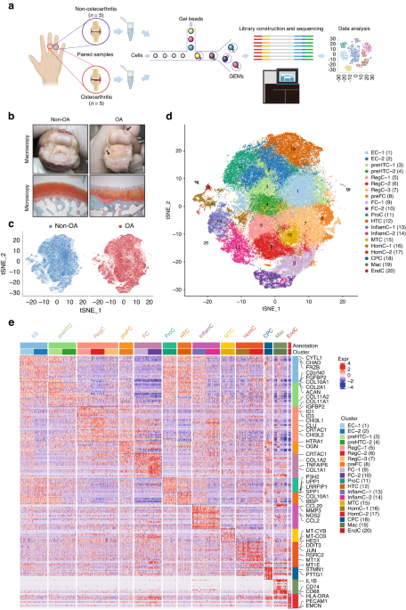 Combining single-cell RNA sequencing and population-based studies reveals hand osteoarthritis-associated chondrocyte subpopulations and pathways