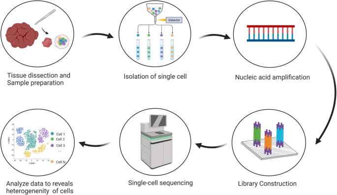Research progress and application of single-cell sequencing in head and neck malignant tumors