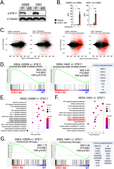 STK11 loss leads to YAP1-mediated transcriptional activation in human KRAS-driven lung adenocarcinoma cell lines
