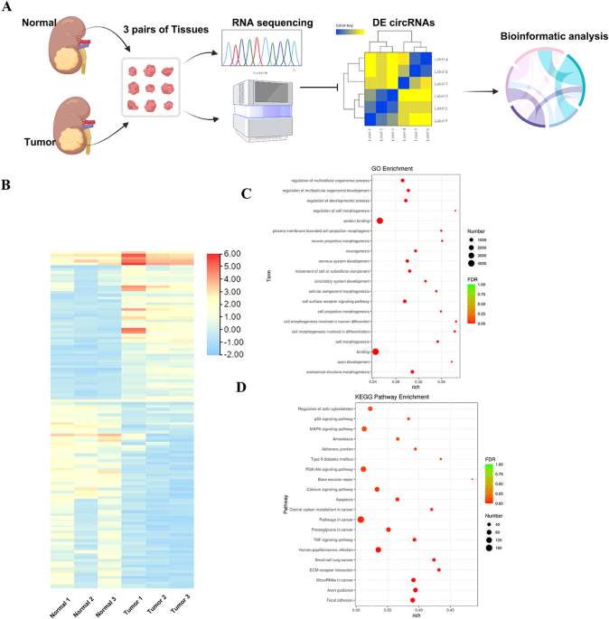 Identification of circATG9A as a novel biomarker for renal cell carcinoma
