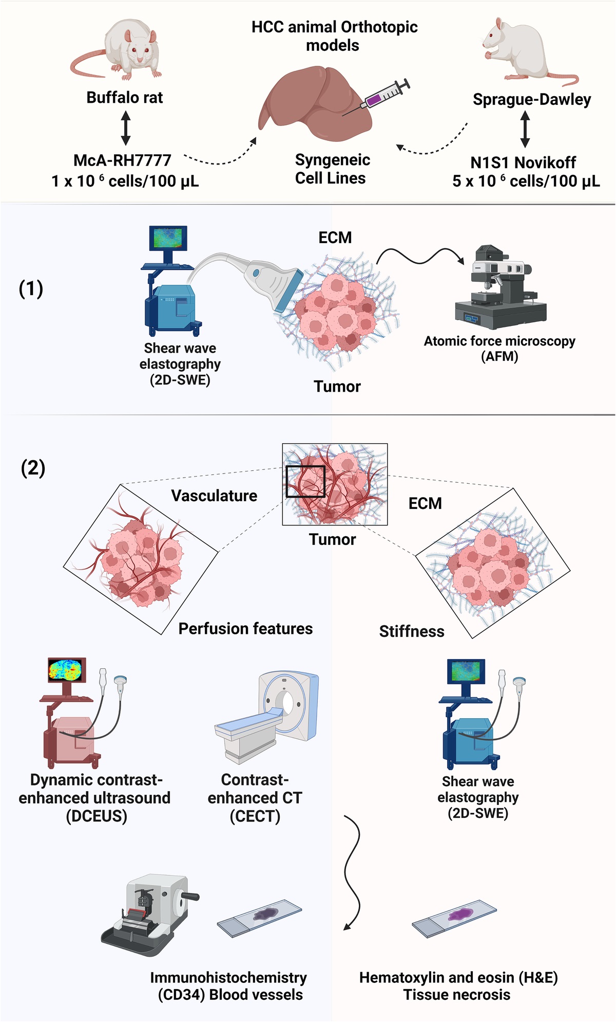 Liver Cancer Vascularity Driven by Extracellular Matrix Stiffness: Implications for Imaging Research