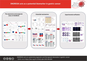SNORD3A acts as a potential prognostic and therapeutic biomarker in gastric cancer