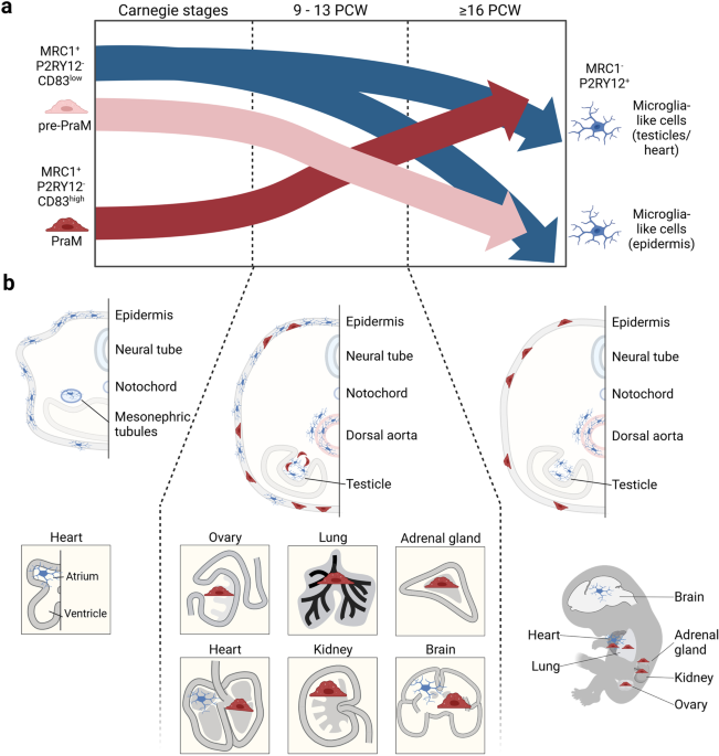 Time and place: mapping human prenatal macrophages across tissues