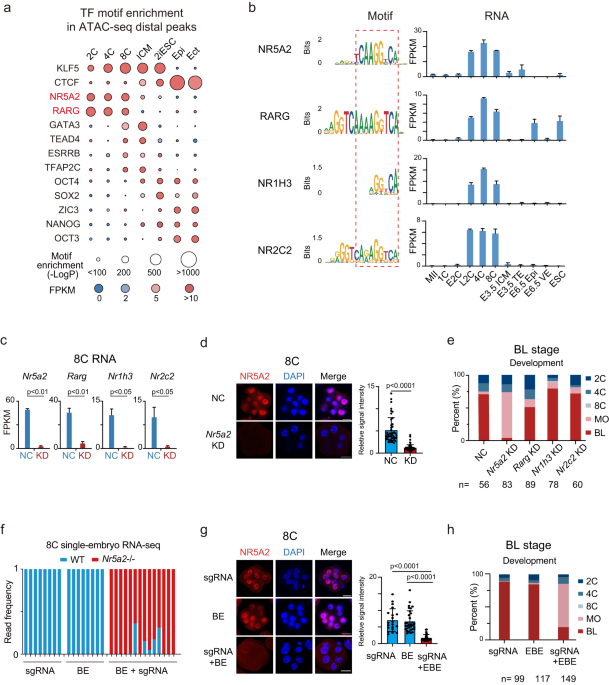 NR5A2 connects zygotic genome activation to the first lineage segregation in totipotent embryos