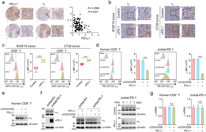 PD-1 signaling negatively regulates the common cytokine receptor γ chain via MARCH5-mediated ubiquitination and degradation to suppress anti-tumor immunity