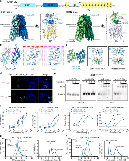 Cryo-EM structures of human SID-1 transmembrane family proteins and implications for their low-pH-dependent RNA transport activity