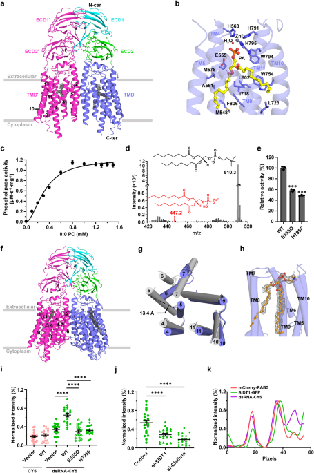 Human SIDT1 mediates dsRNA uptake via its phospholipase activity