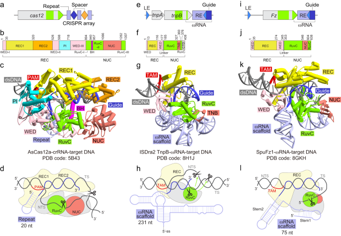Fanzors: Striking expansion of RNA-guided endonucleases to eukaryotes