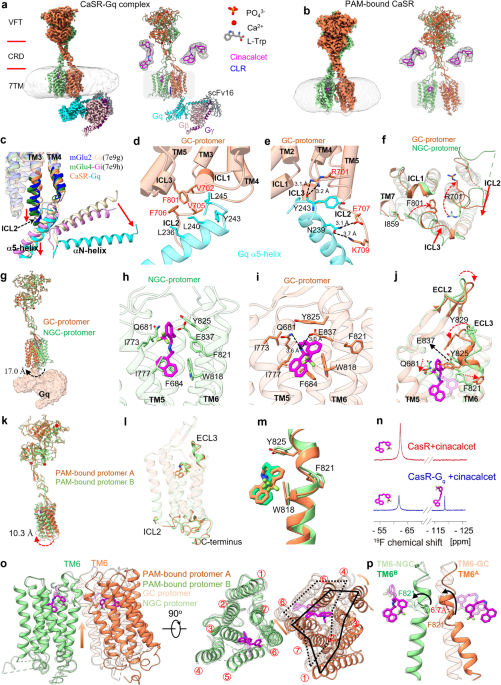 Structural insights into asymmetric activation of the calcium-sensing receptor–Gq complex