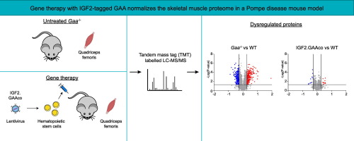 Lentiviral gene therapy with IGF2-tagged GAA normalizes the skeletal muscle proteome in murine Pompe disease