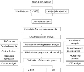 Development of lymph node metastasis-related prognostic markers in breast cancer