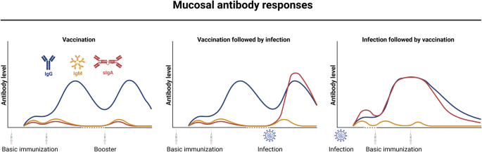 B-cell and antibody responses to SARS-CoV-2: infection, vaccination, and hybrid immunity