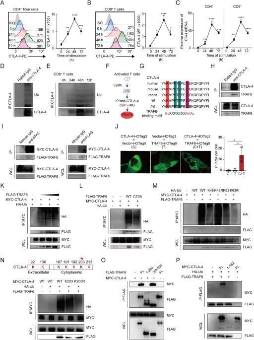 The OX40-TRAF6 axis promotes CTLA-4 degradation to augment antitumor CD8+ T-cell immunity