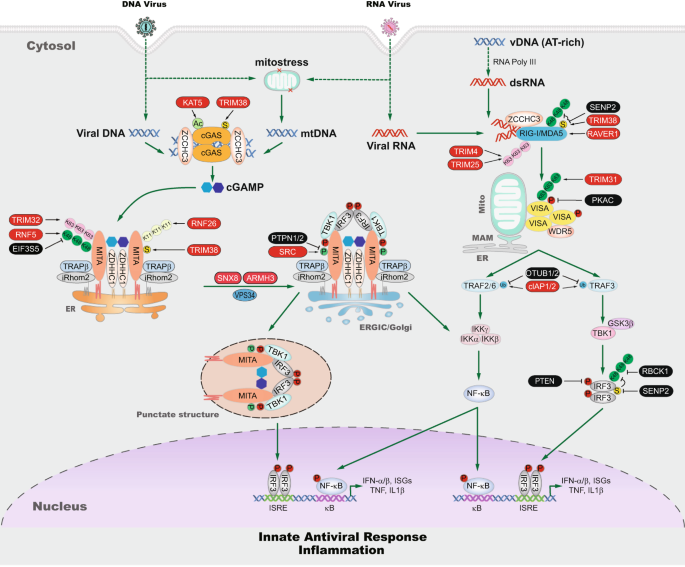 Mitochondrial DNA-triggered innate immune response: mechanisms and diseases