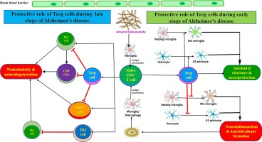 Differential roles of regulatory T cells in Alzheimer's disease