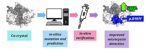 From in-silico screening to in-vitro evaluation: Enhancing the detection of Microcystins with engineered PP1 mutant variants