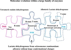 Biochemical, structural and dynamical characterizations of the lactate dehydrogenase from Selenomonas ruminantium provide information about an intermediate evolutionary step prior to complete allosteric regulation acquisition in the super family of lactate and malate dehydrogenases