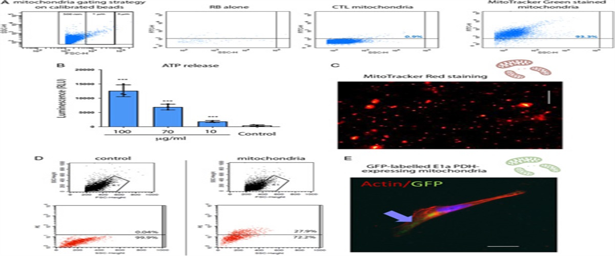 Mitochondria Transplantation Mitigates Damage in an In Vitro Model of Renal Tubular Injury and in an Ex Vivo Model of DCD Renal Transplantation