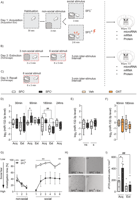 Functional involvement of septal miR-132 in extinction and oxytocin-mediated reversal of social fear