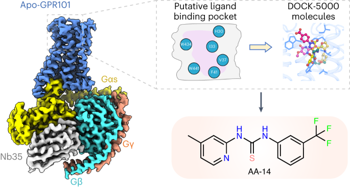 Structure of GPR101–Gs enables identification of ligands with rejuvenating potential
