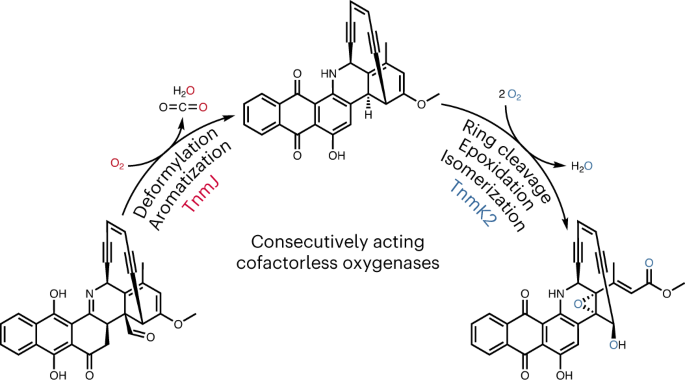 Cofactorless oxygenases guide anthraquinone-fused enediyne biosynthesis