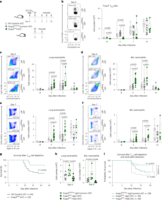 Regulatory T cell-derived IL-1Ra suppresses the innate response to respiratory viral infection