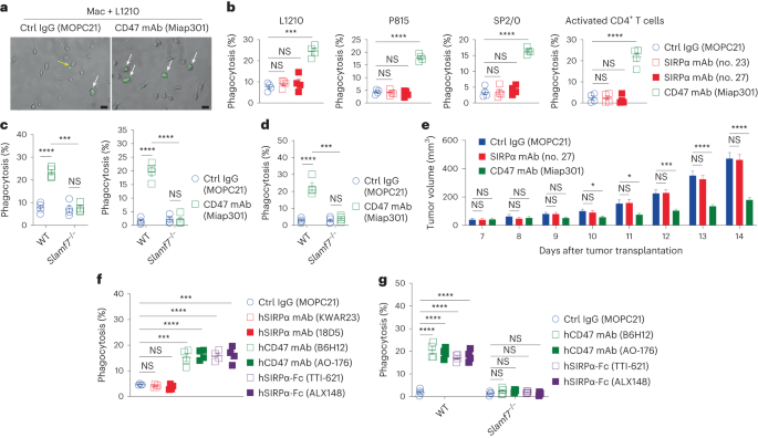 CD47 masks pro-phagocytic ligands in cis on tumor cells to suppress antitumor immunity