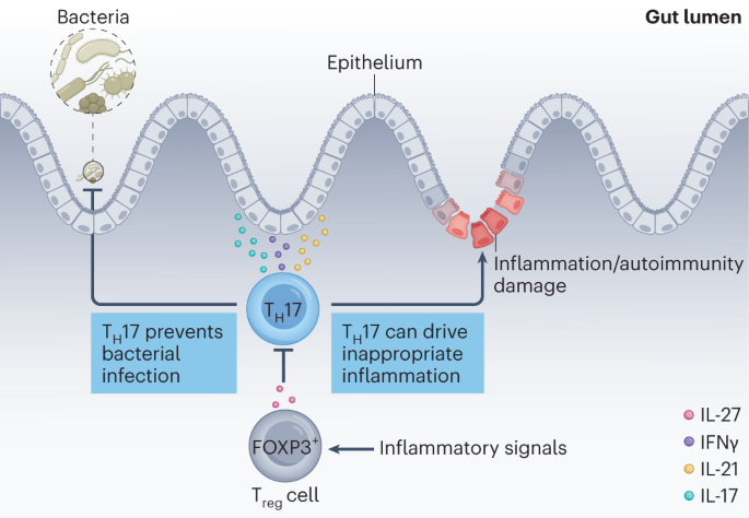 IL-27 gives a good gut feeling about immune regulation