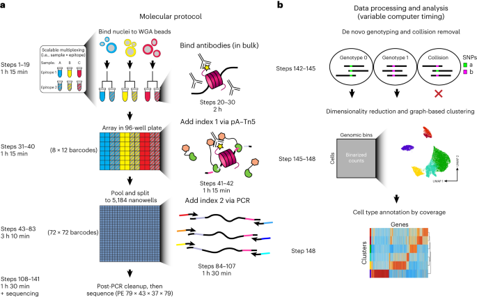 Scalable single-cell profiling of chromatin modifications with sciCUT&Tag