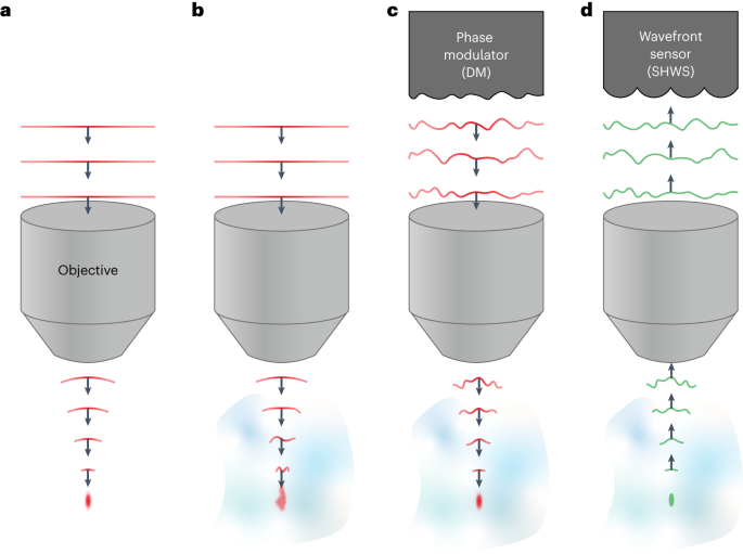 Construction and use of an adaptive optics two-photon microscope with direct wavefront sensing