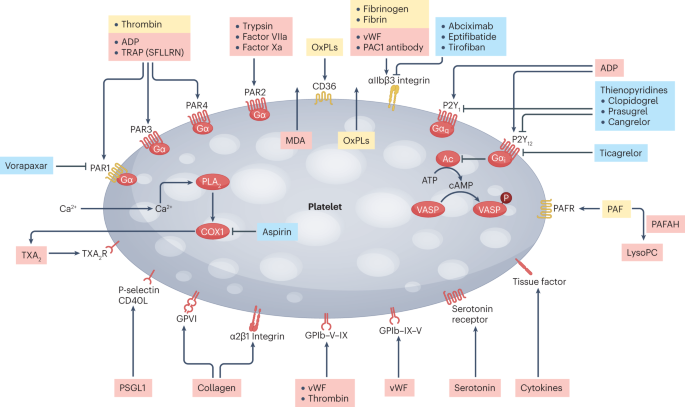 Lipoprotein(a), platelet function and cardiovascular disease