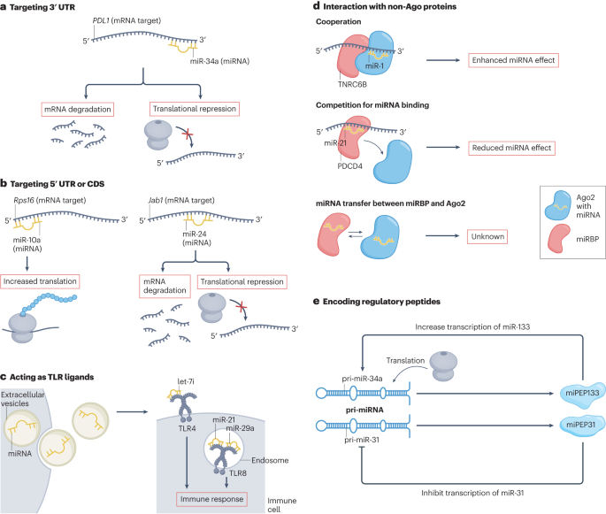 Non-coding RNAs in disease: from mechanisms to therapeutics