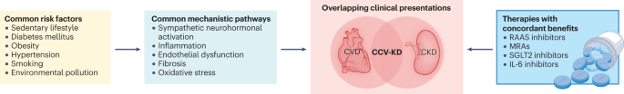Chronic cardiovascular–kidney disorder: a new conceptual framework