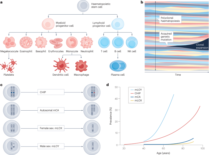 Clonal haematopoiesis, ageing and kidney disease