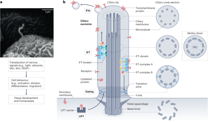 Transport and barrier mechanisms that regulate ciliary compartmentalization and ciliopathies