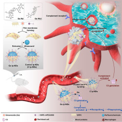 Ginsenoside modified lipid-coated perfluorocarbon nanodroplets: A novel approach to reduce complement protein adsorption and prolong in vivo circulation