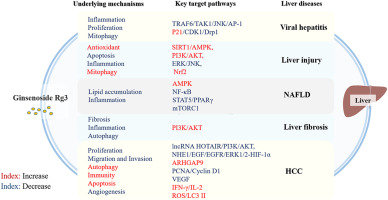 The pharmacological role of Ginsenoside Rg3 in liver diseases: A review on molecular mechanisms
