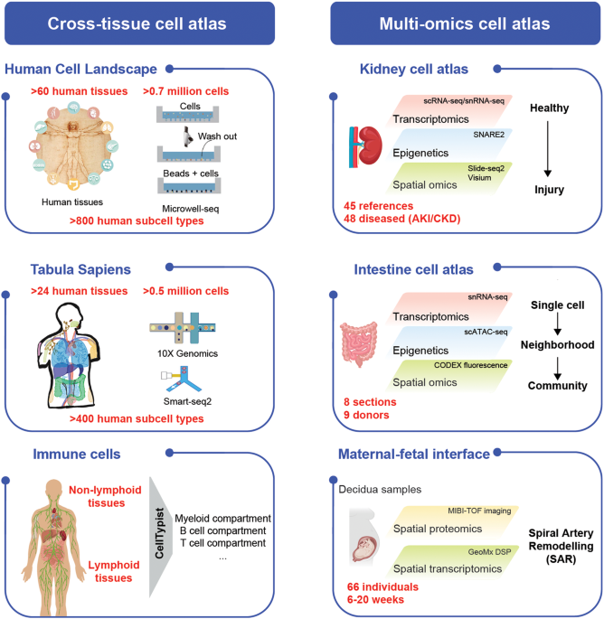 Single-cell genomics: the human biomolecular and cell atlases
