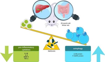 Metformin attenuates inflammation and boosts autophagy in the liver and intestine of chronologically aged rats